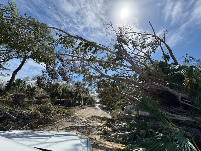 Storm Debris Gets Caught In Branches