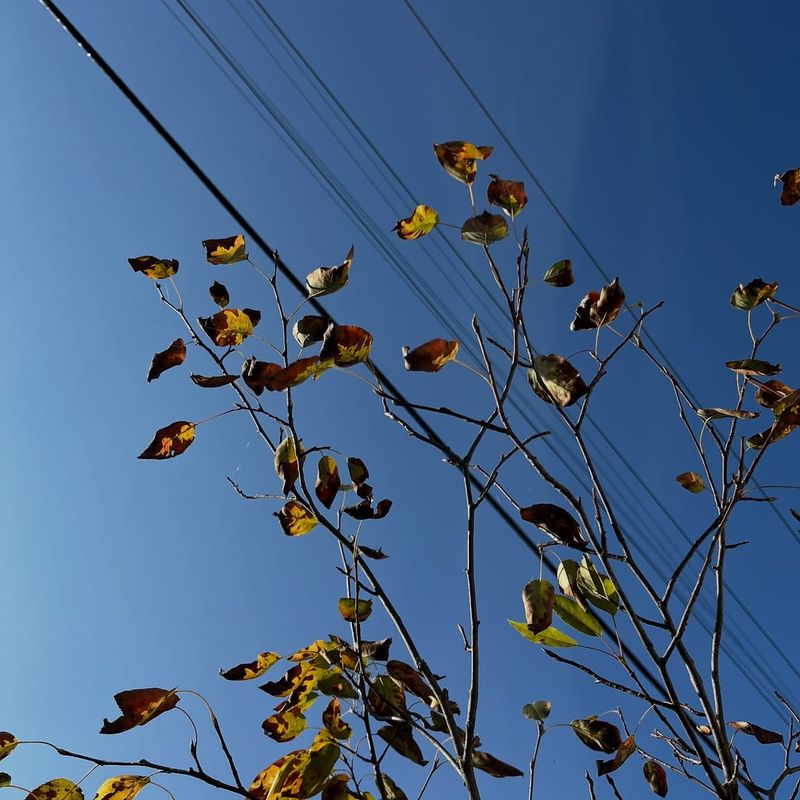 Vine Tangles Create Nest-Like Shapes
