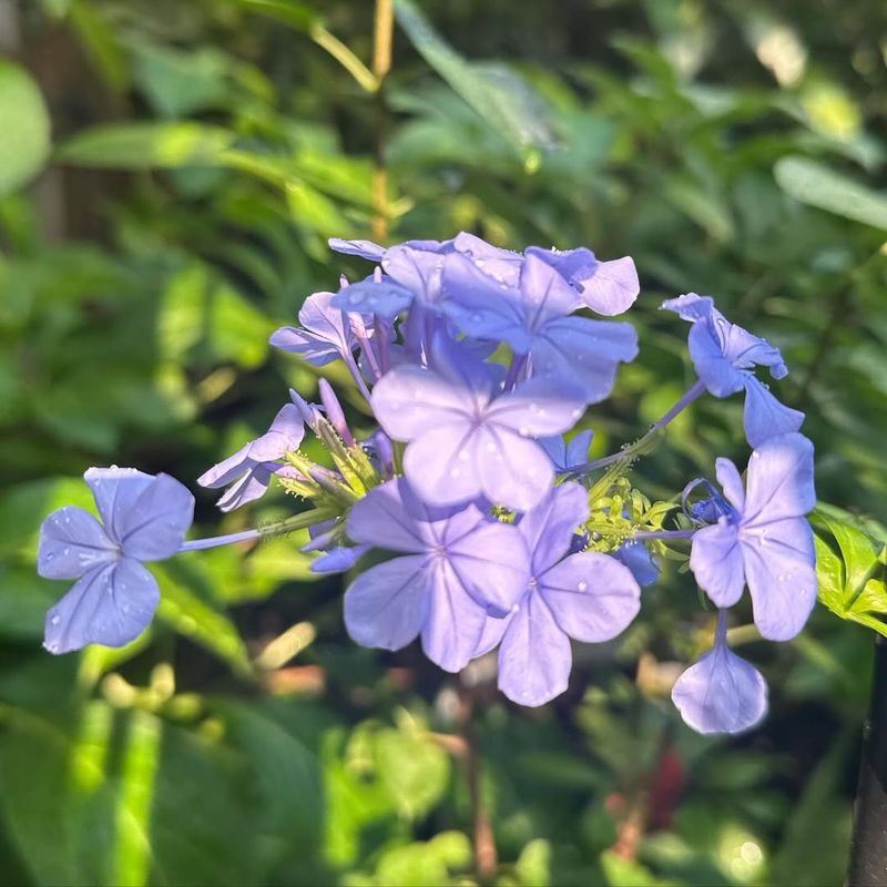 Plumbago