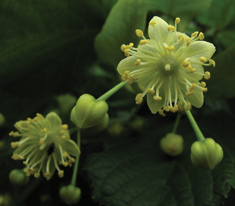 Fragrant Blossoms That Travel On Summer Breezes