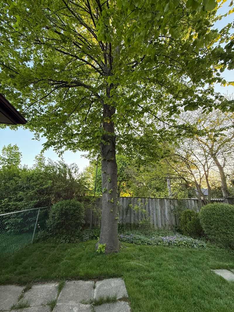Perfect Bloom Timing Fills Summer Gap