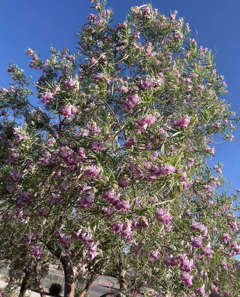 Sweet Nectar Concentration Increases During Cooler Weather