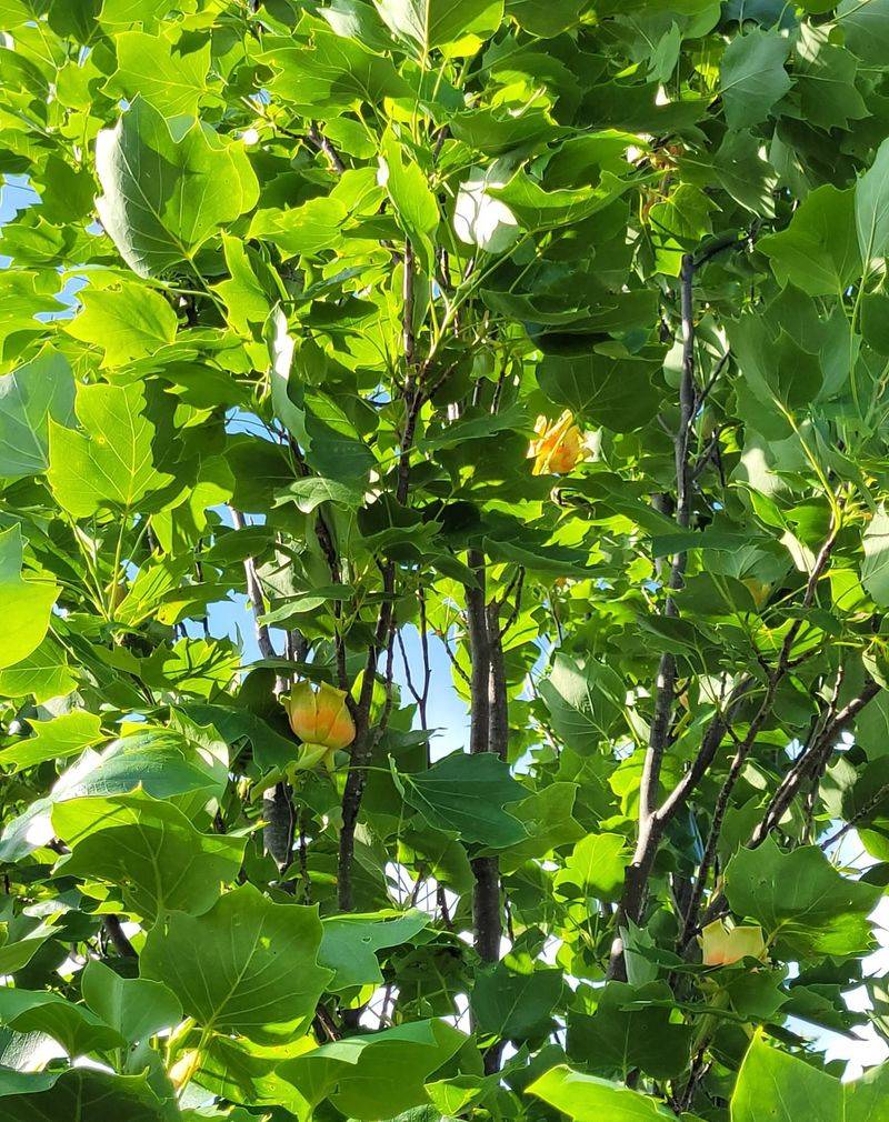 Towering Height Offers Safe Roosting Spots