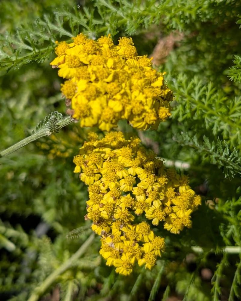 Achillea 'Coronation Gold'