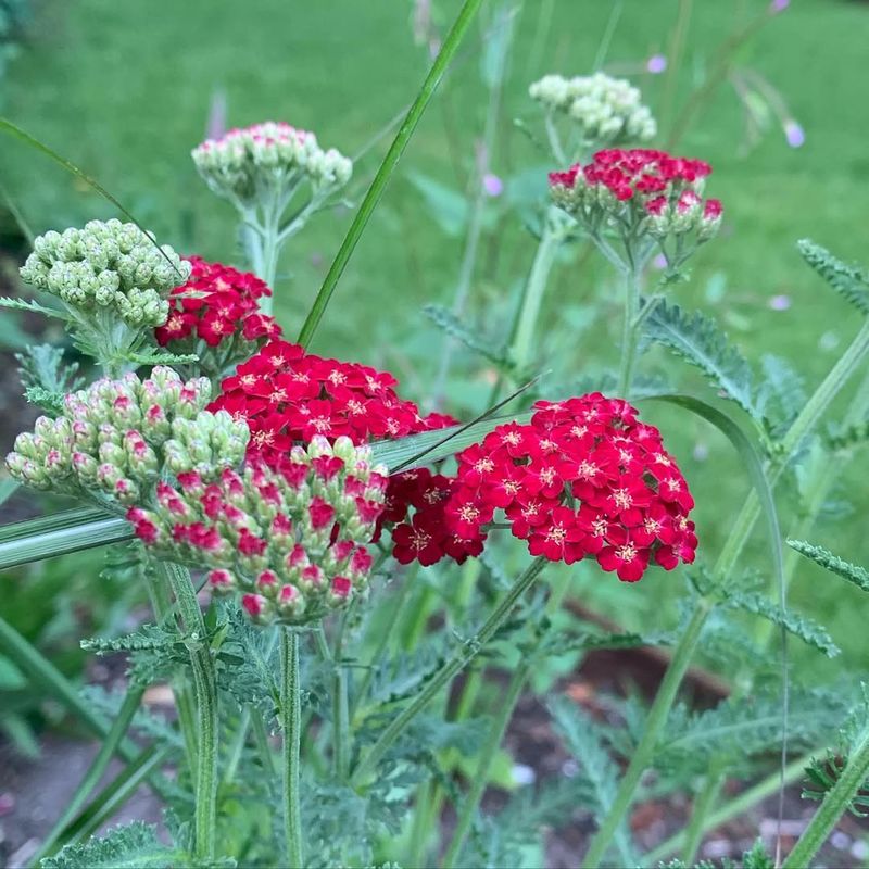 Achillea millefolium 'Red Velvet'