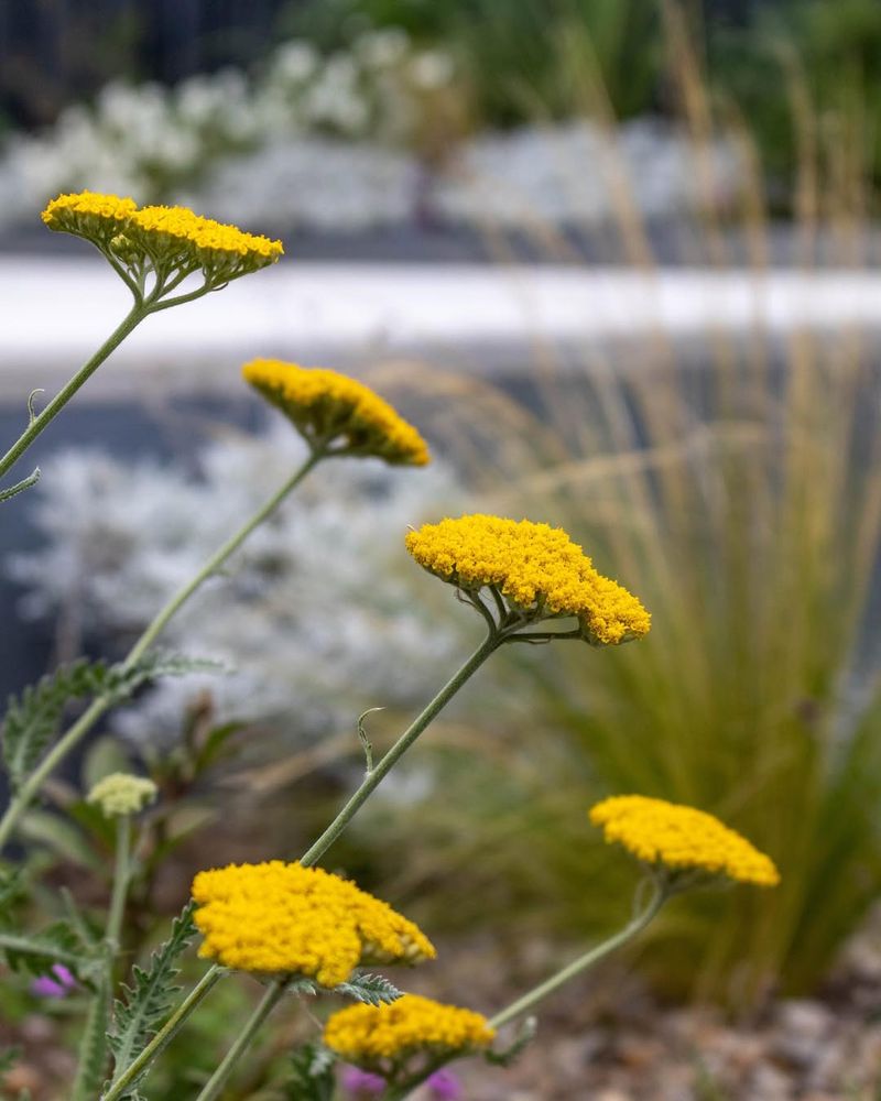 Achillea filipendulina 'Gold Plate'