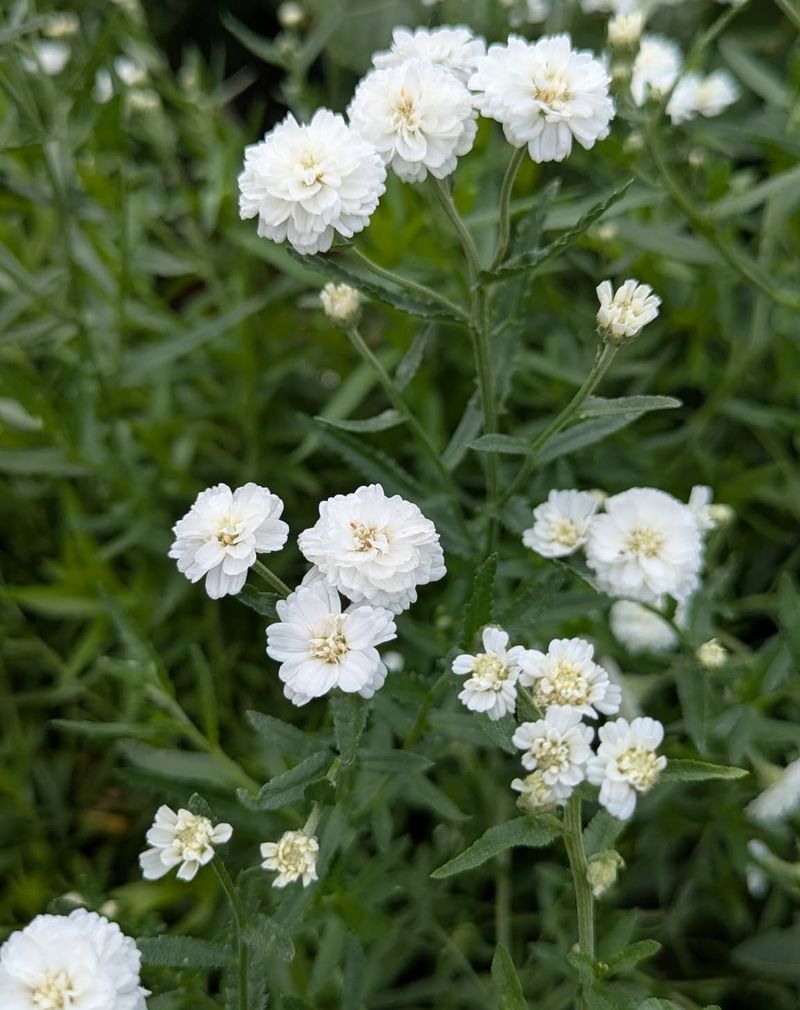 Achillea 'New Vintage White'