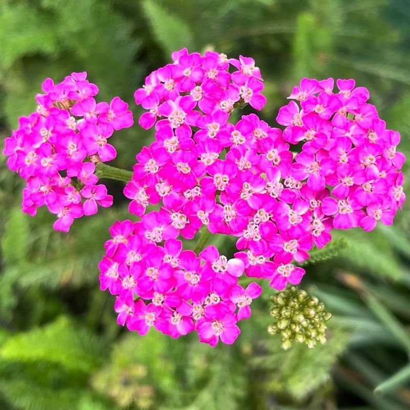 Achillea millefolium 'Cerise Queen'