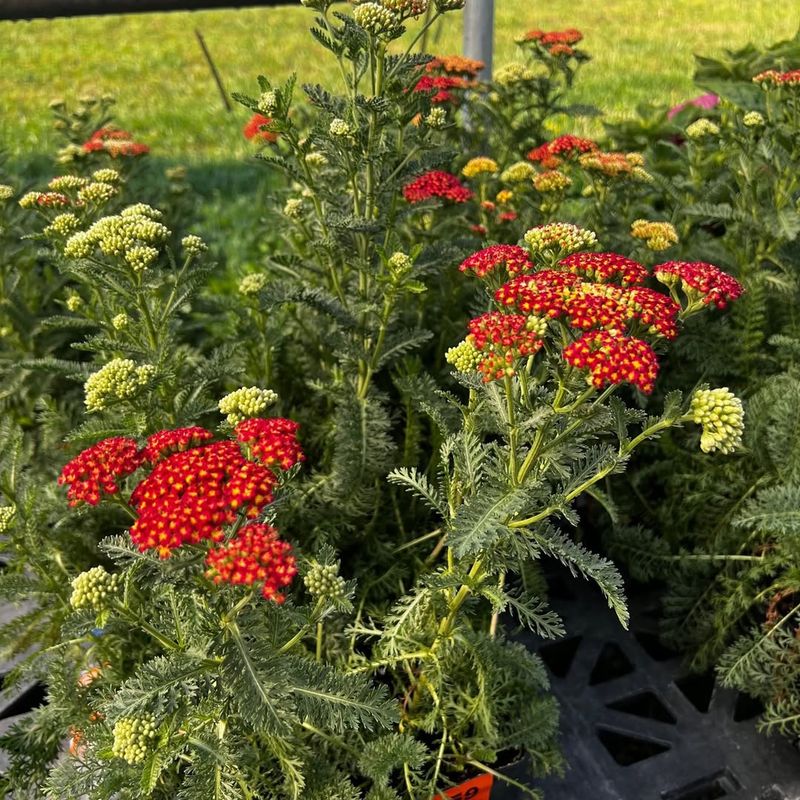 Achillea 'Strawberry Seduction'