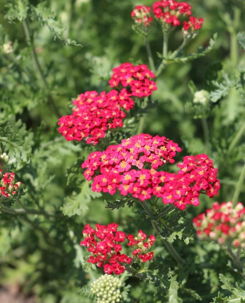 Achillea millefolium 'Paprika'