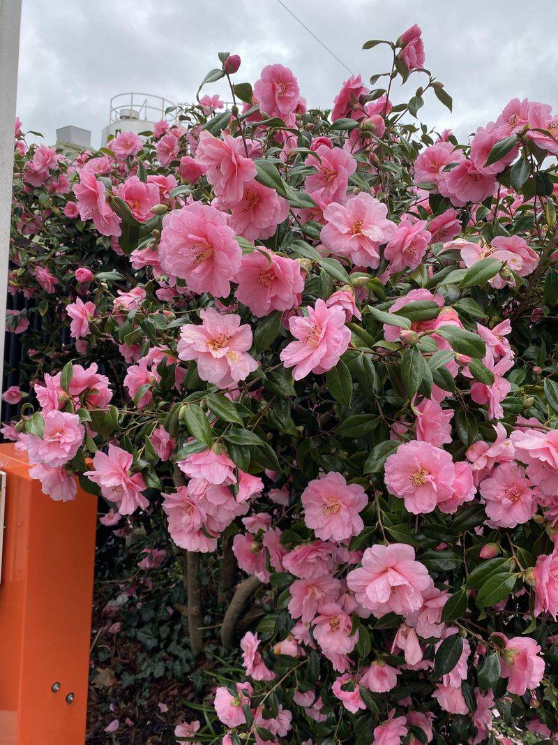 Evergreen Structure All Year Long