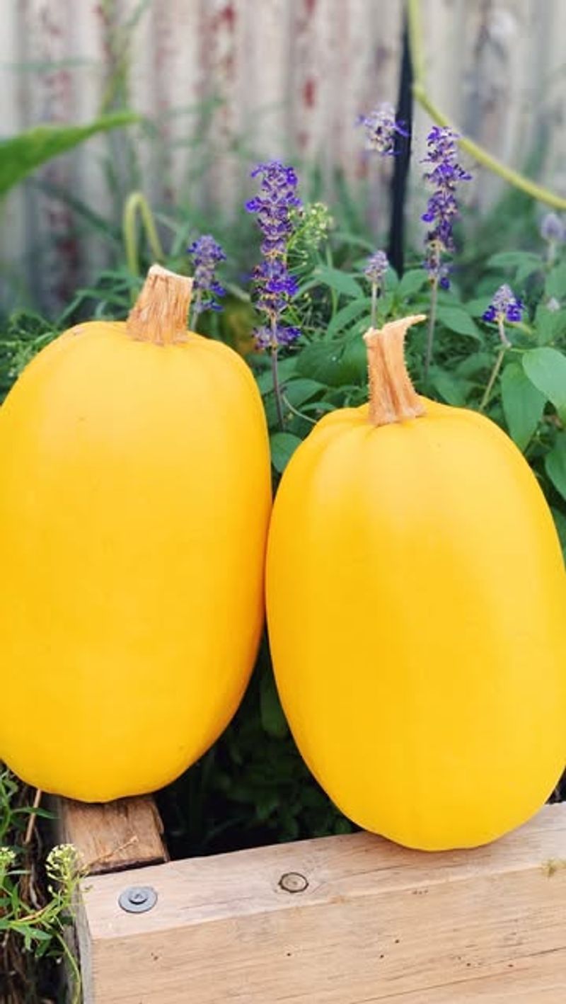 Spaghetti Squash