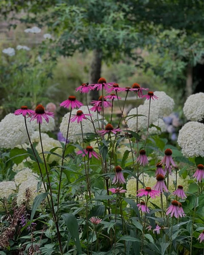 Leave The Stems Standing Through Winter