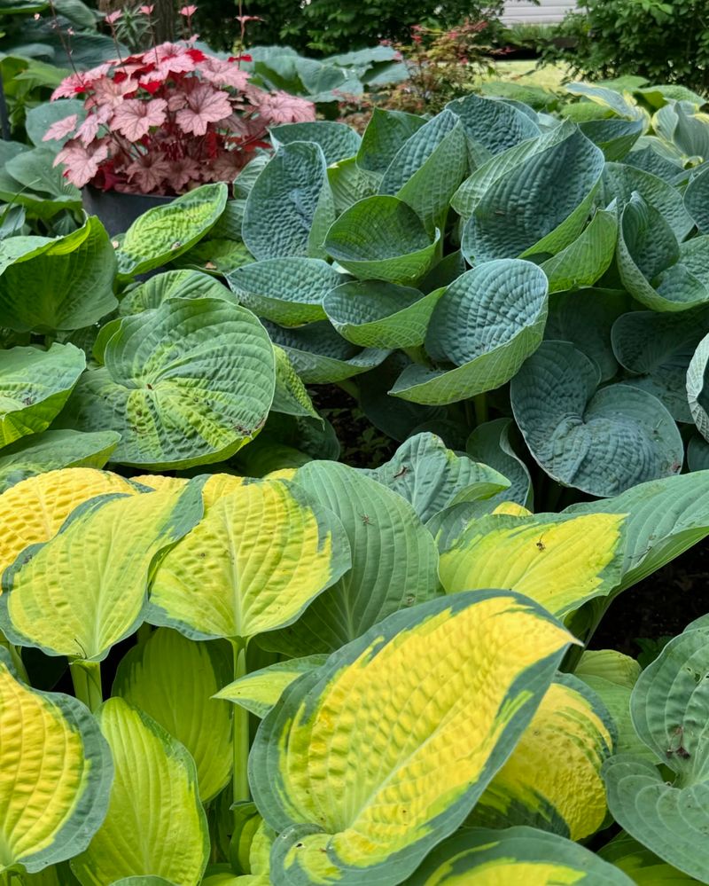 Water Plants Thoroughly Before Ground Freezes
