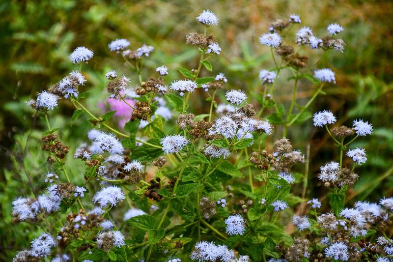Trim Back Perennials