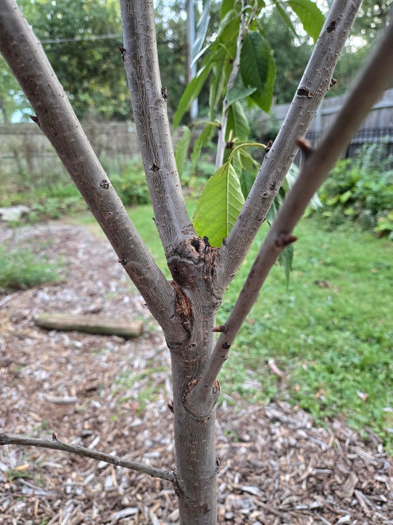 Prune Dead or Damaged Branches