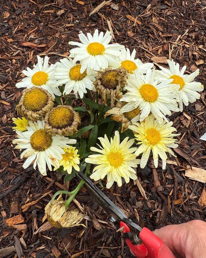 Deadhead Spent Flowers Regularly
