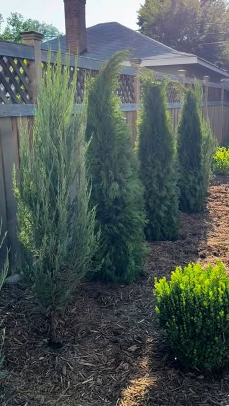 Start Trees And Shrubs While Roots Can Establish