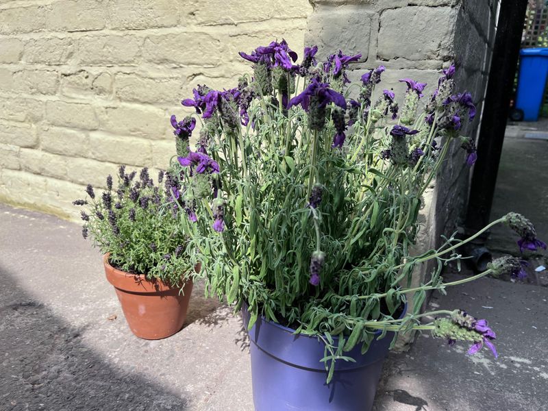 Reduce Watering Before Winter