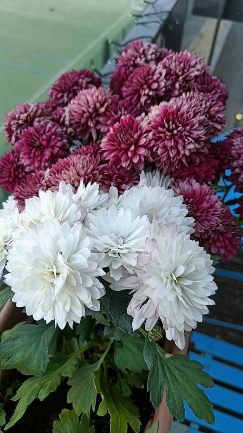 Deadhead Spent Blooms Regularly