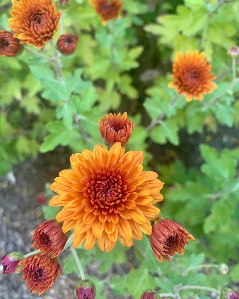 Cover Plants with Frost Cloth