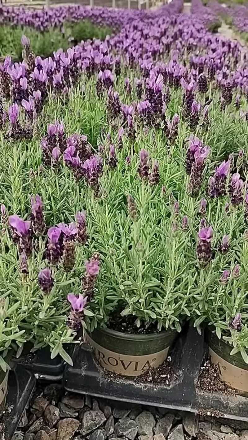 Thrives In Maryland's Sunny Spots