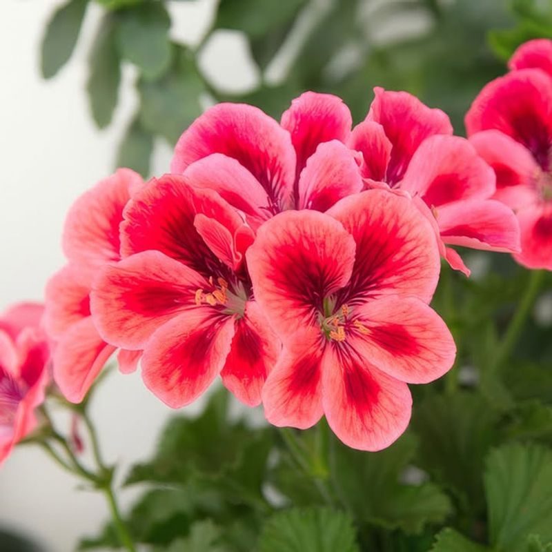 Attracts Beneficial Pollinators