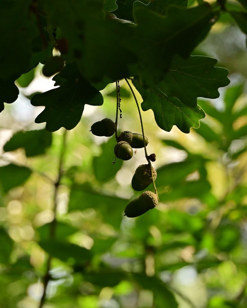 Climate Patterns Influencing Tree Reproduction