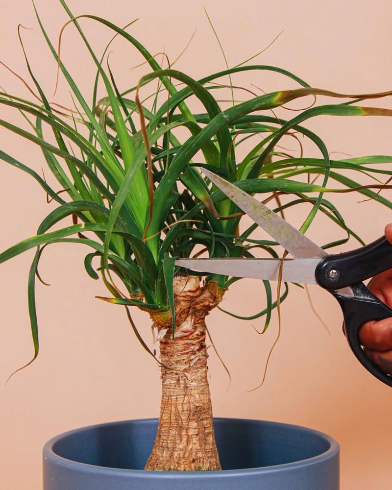 Prune Overgrown Or Damaged Growth