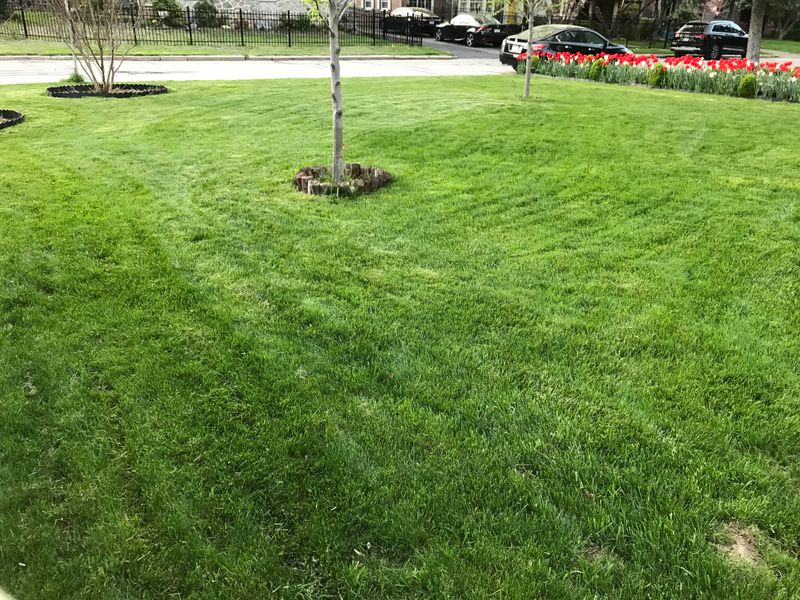 Keep Mowing Until Growth Stops Completely