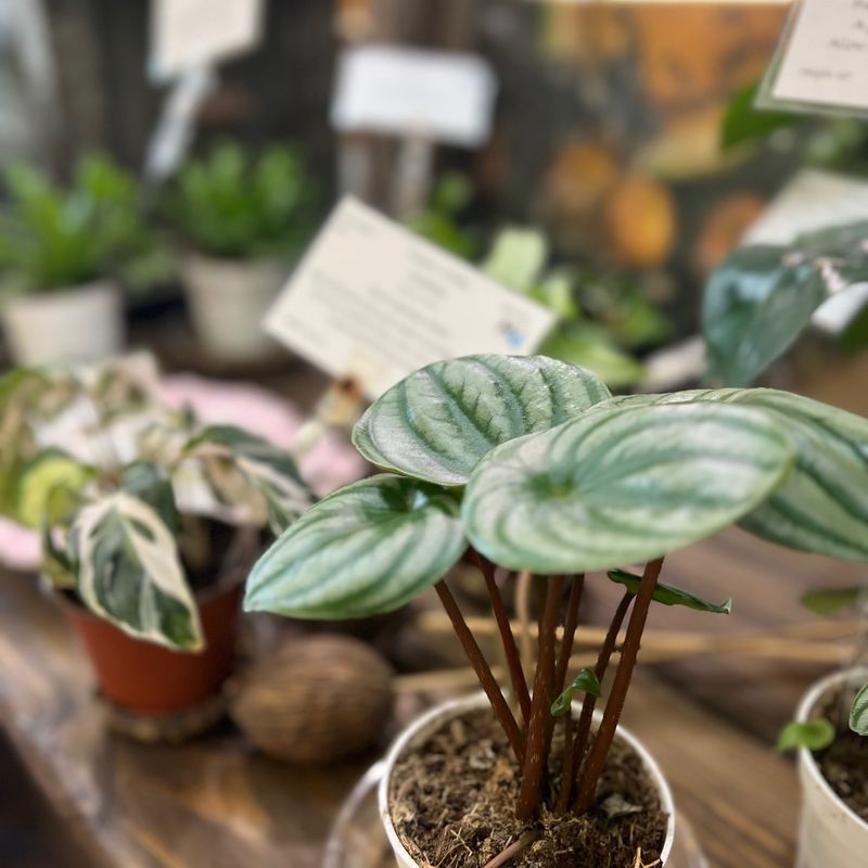 Consider Timing Around First Frost Dates