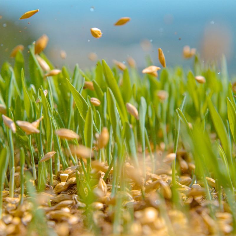 Overseed Bare Patches For A Fuller Yard