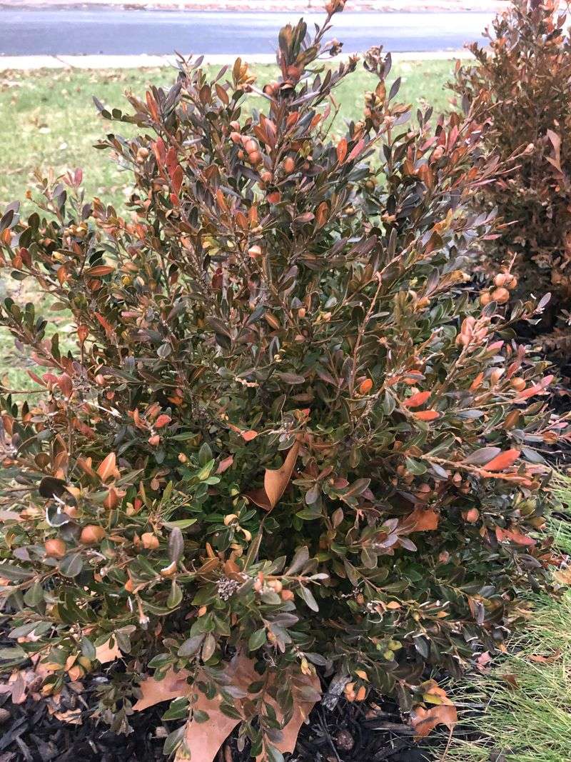 Protecting Against Winter Burn And Desiccation