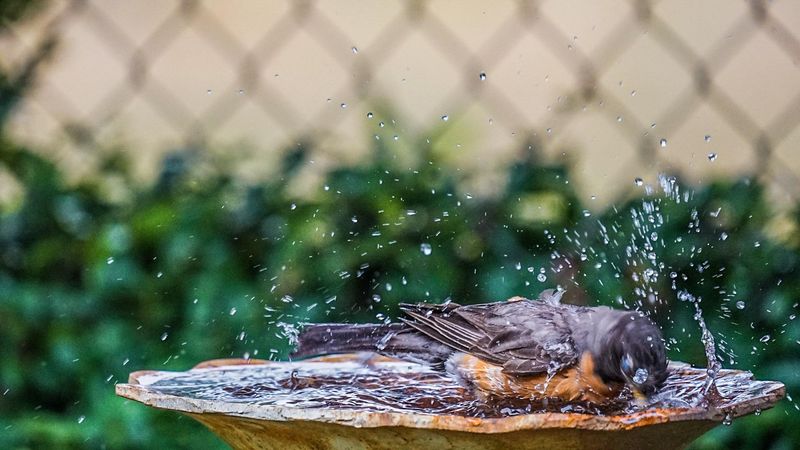 Safe And Natural For Wildlife