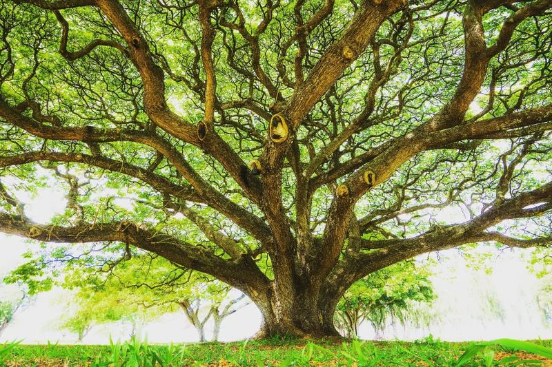 Monkeypod Tree