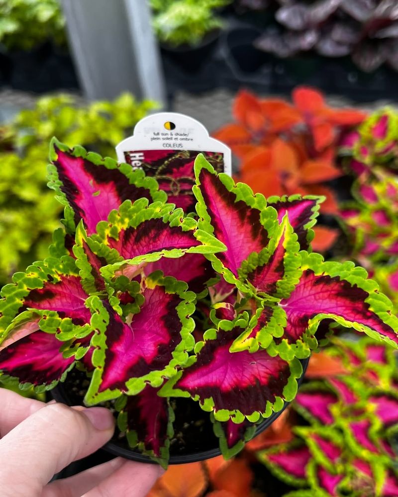 Coleus