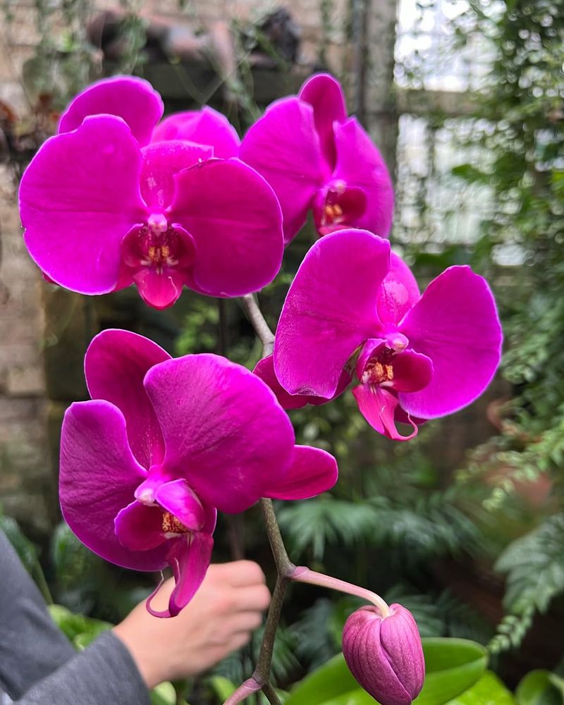 Orchids