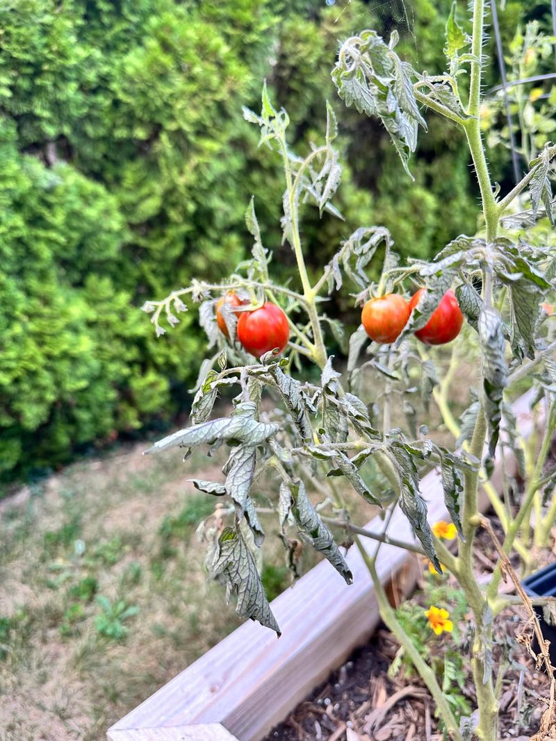 Where You Grew Tomatoes Last Year
