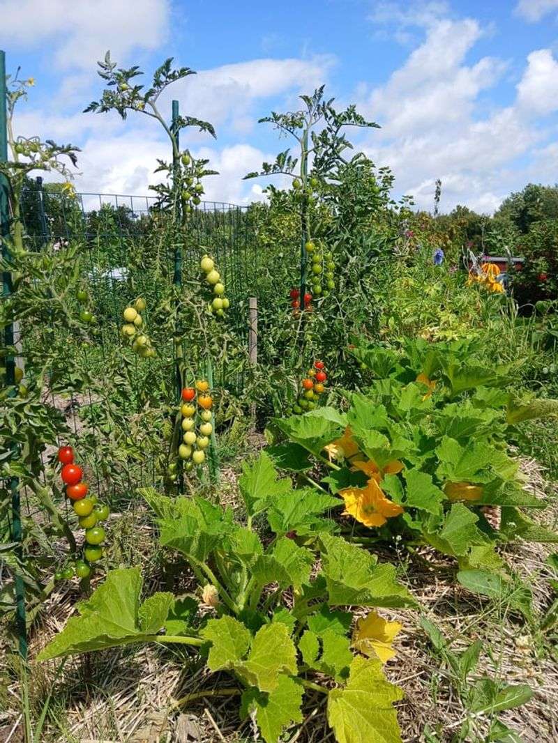 In Heavy Clay Soil Without Amendment
