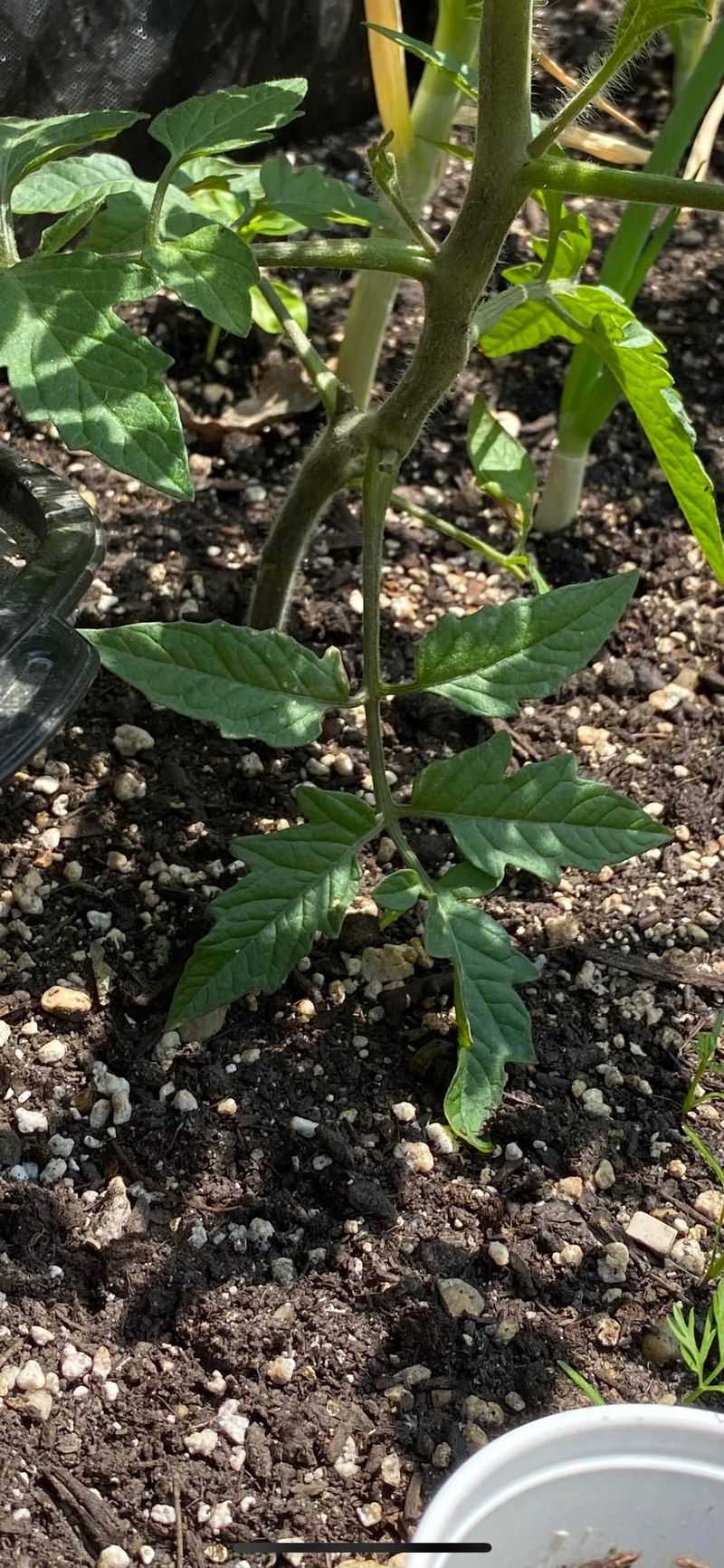 In Previously Diseased Soil