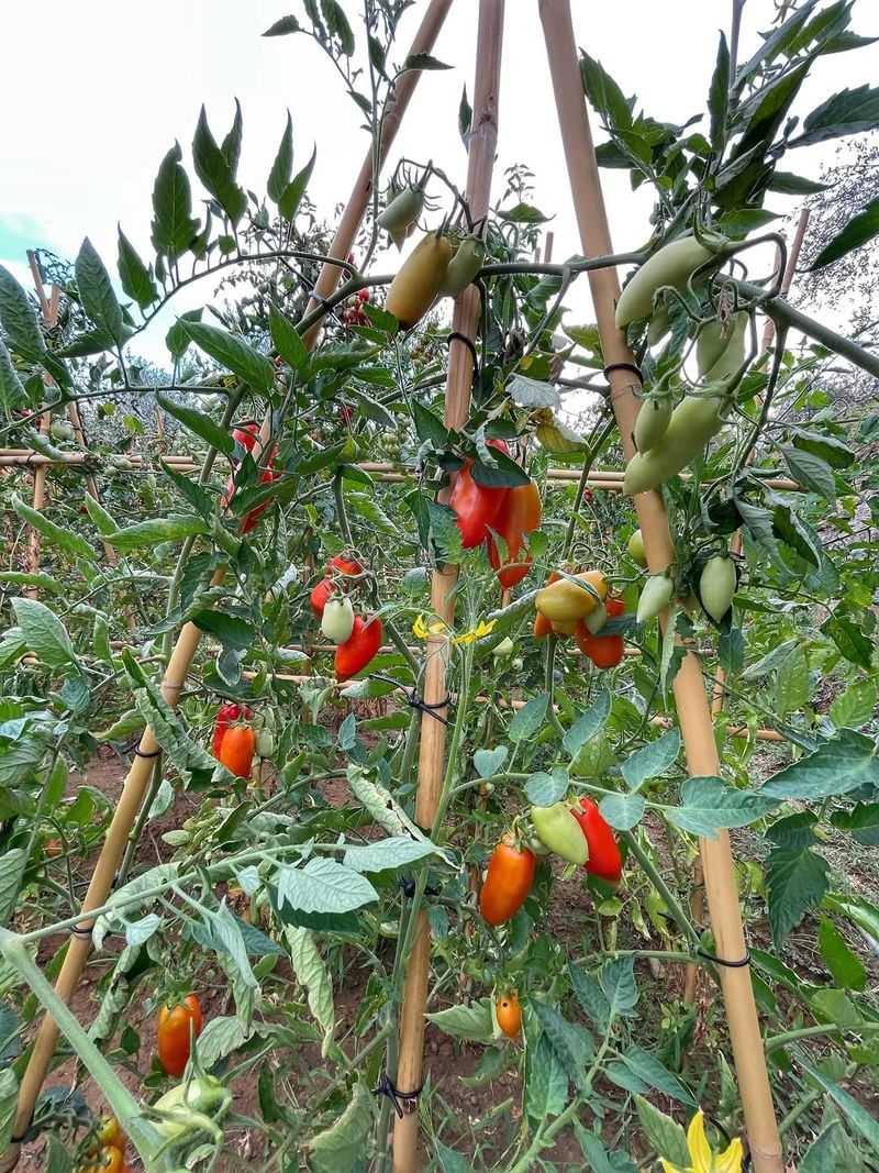 Where You Grew Peppers Or Eggplants Last Year