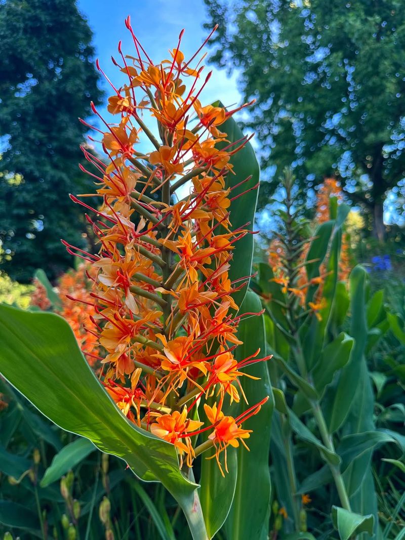 Ginger Lily