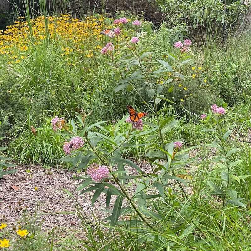Drought-Tolerant Landscaping Star