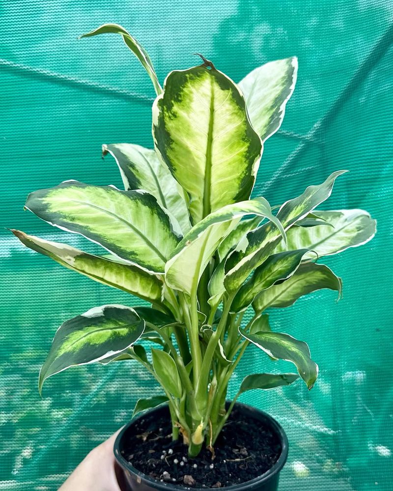 Dieffenbachia