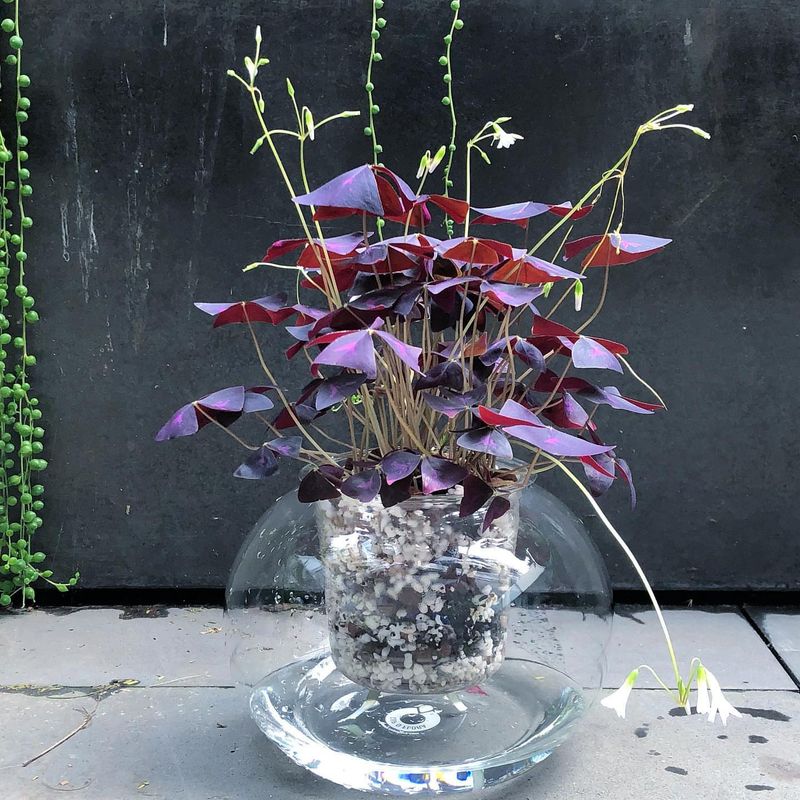 Oxalis Triangularis