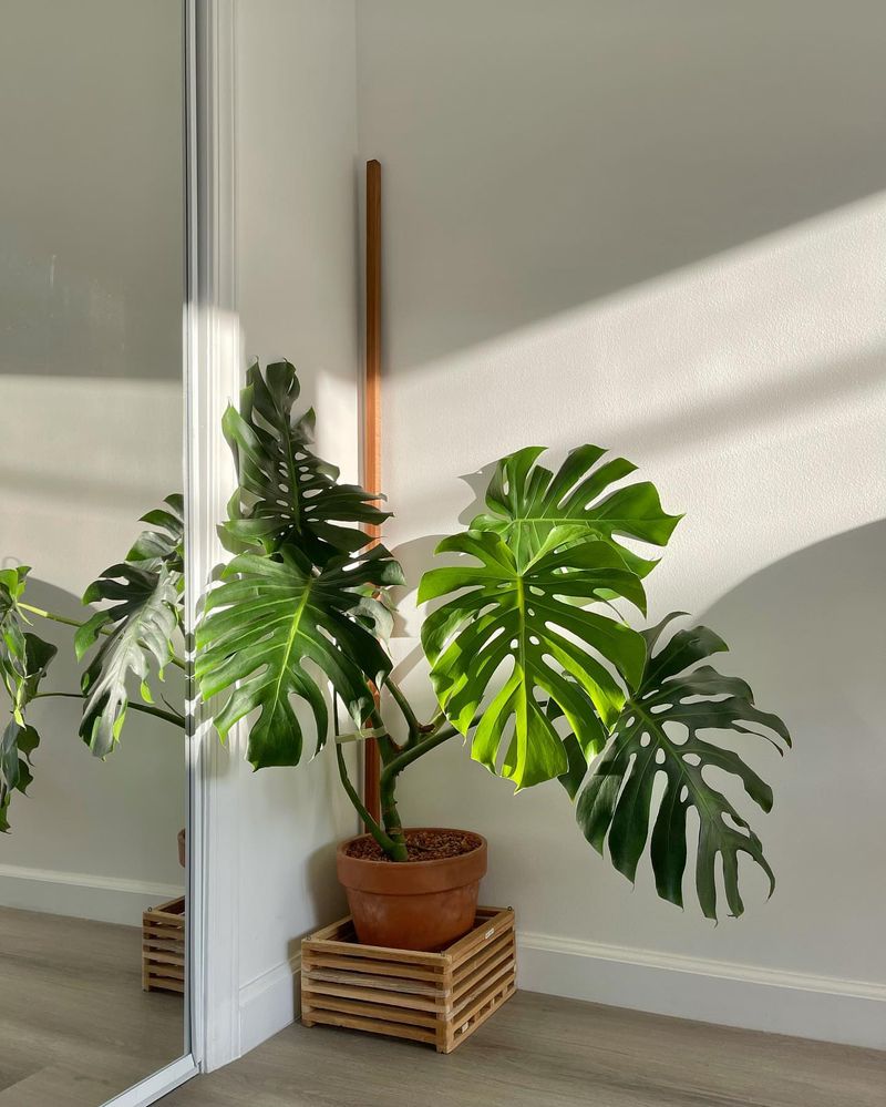 Monstera Deliciosa