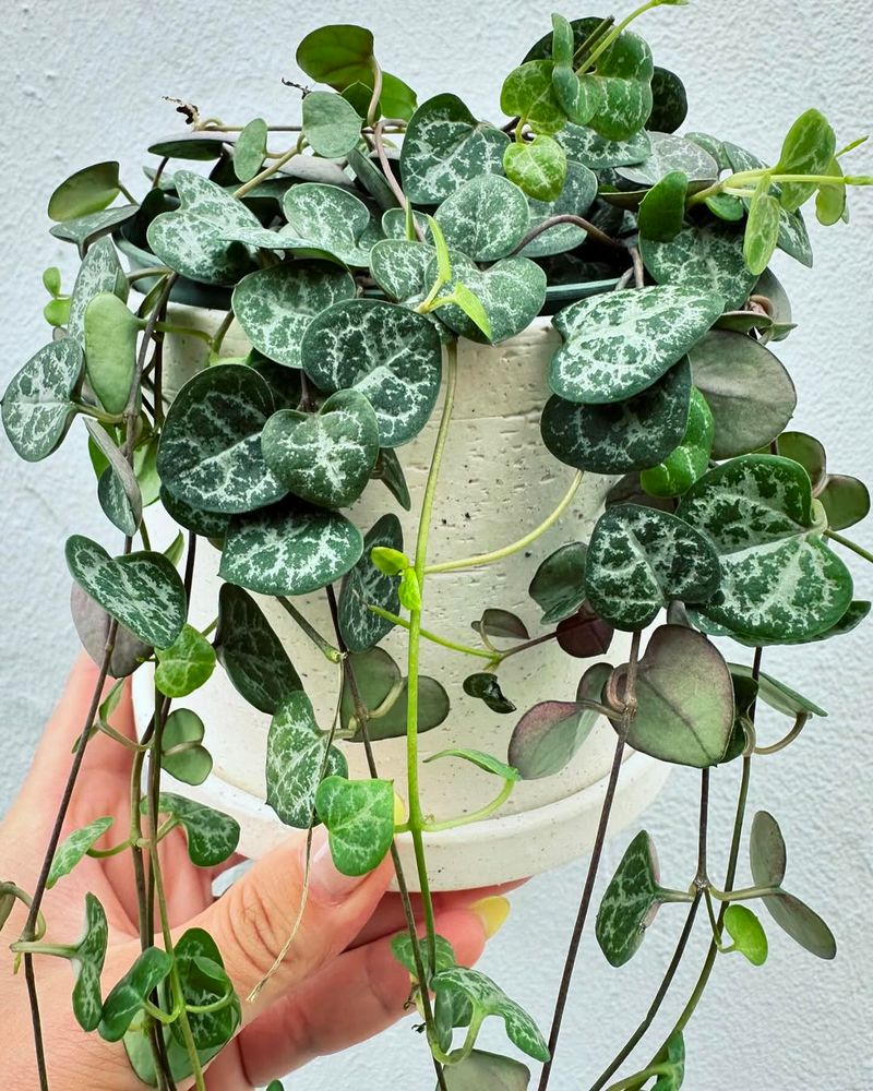 String of Hearts