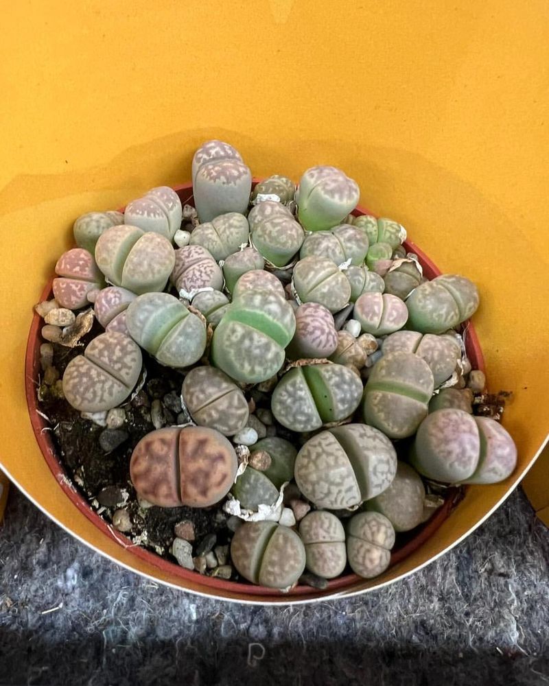 Unusual Lithops That Look Like Living Stones