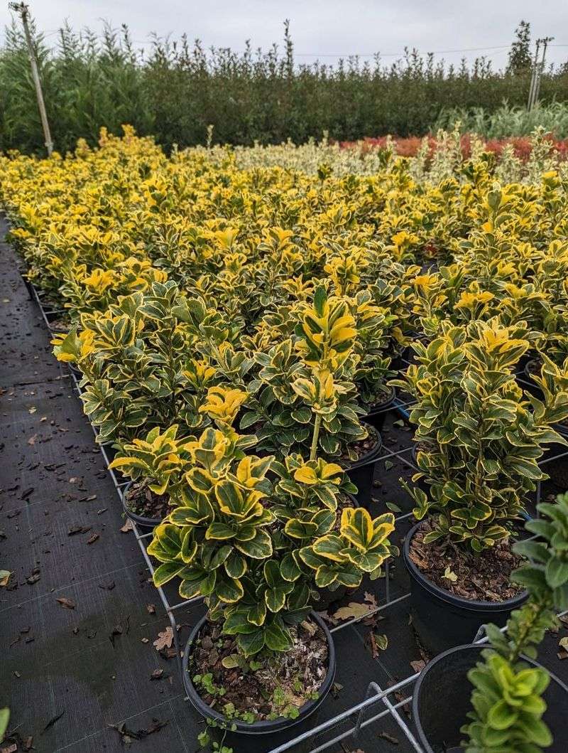 Euonymus