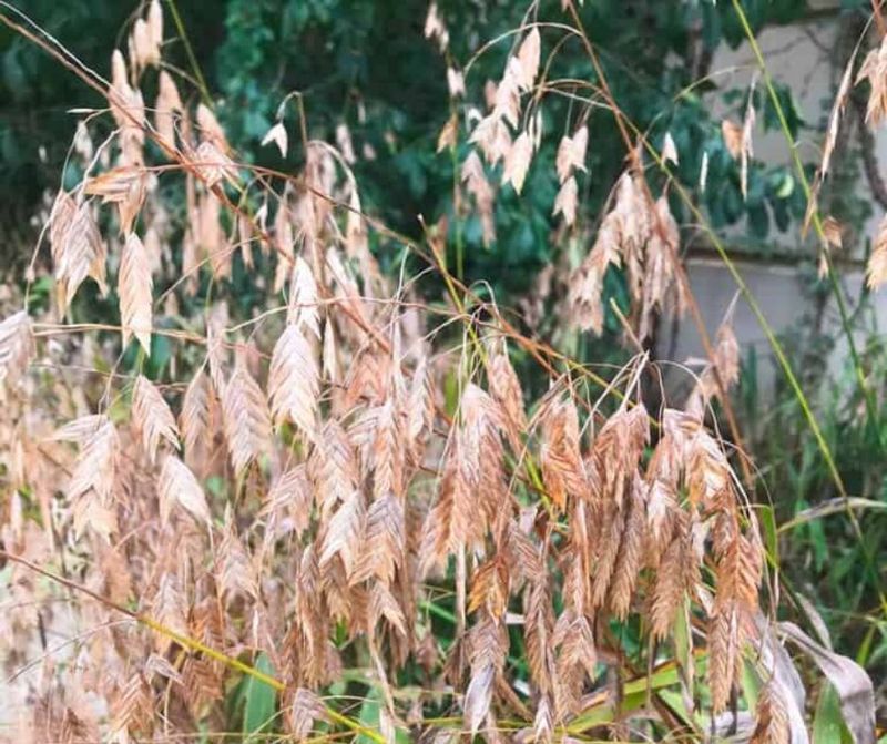 Inland Sea Oats